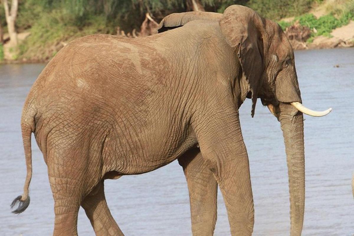 en elefant, der står foran et vandområde