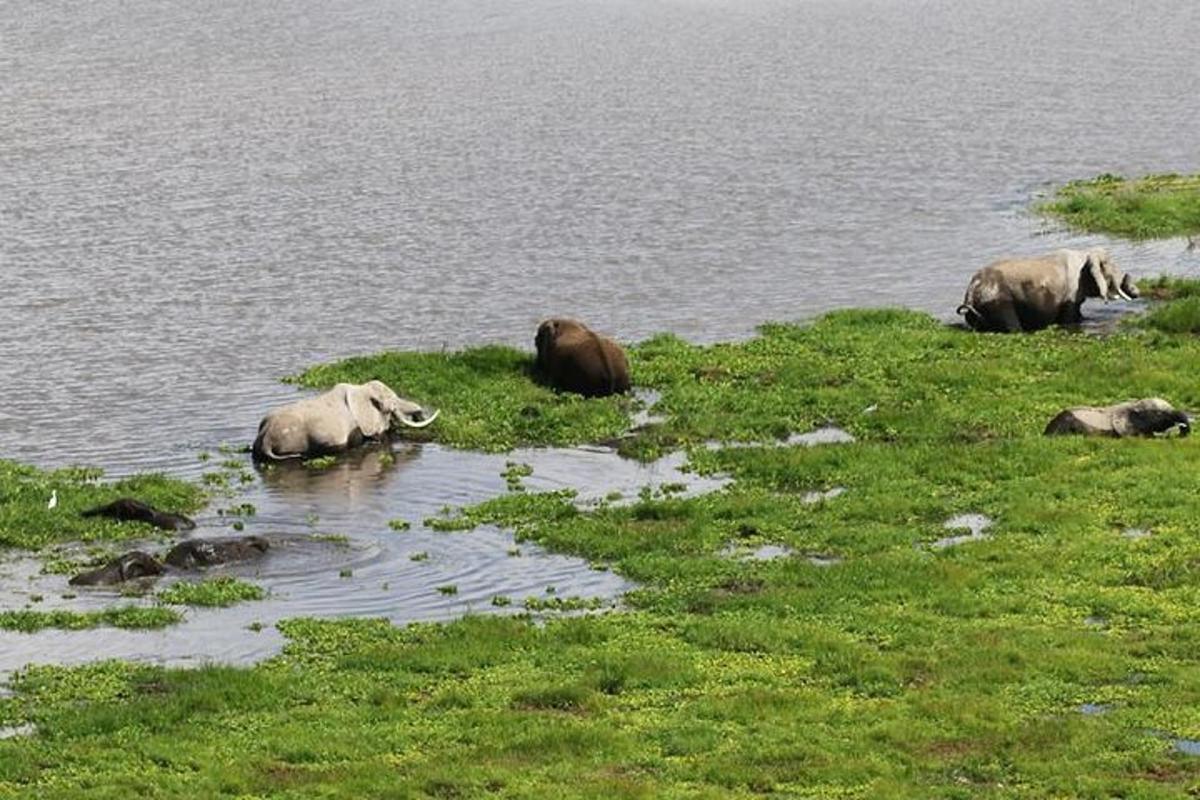 un grup d'elefants en una massa d'aigua