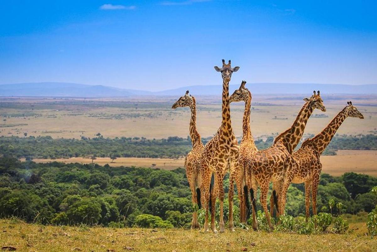 un grup de girafes dretes al cim d'un turó