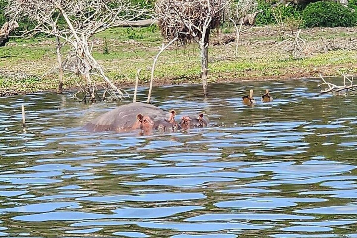 a group of ducks swimming in the water