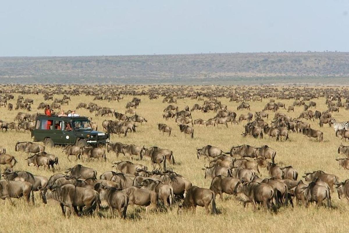 un gruppo di persone in un camion verde in un campo di animali