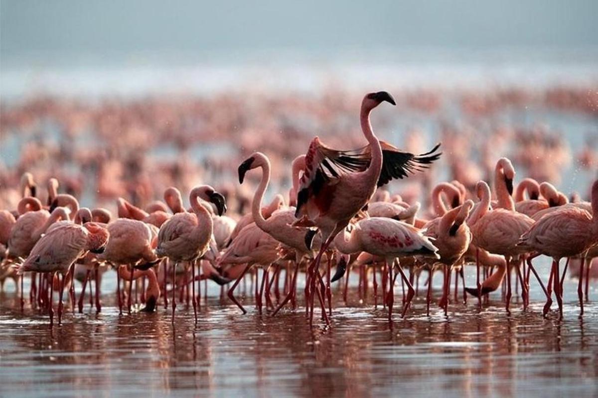 uno stormo di fenicotteri rosa in piedi nell'acqua