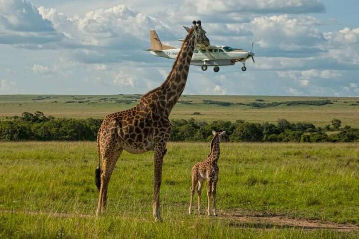 una girafa i una girafa petita en un camp amb un avió
