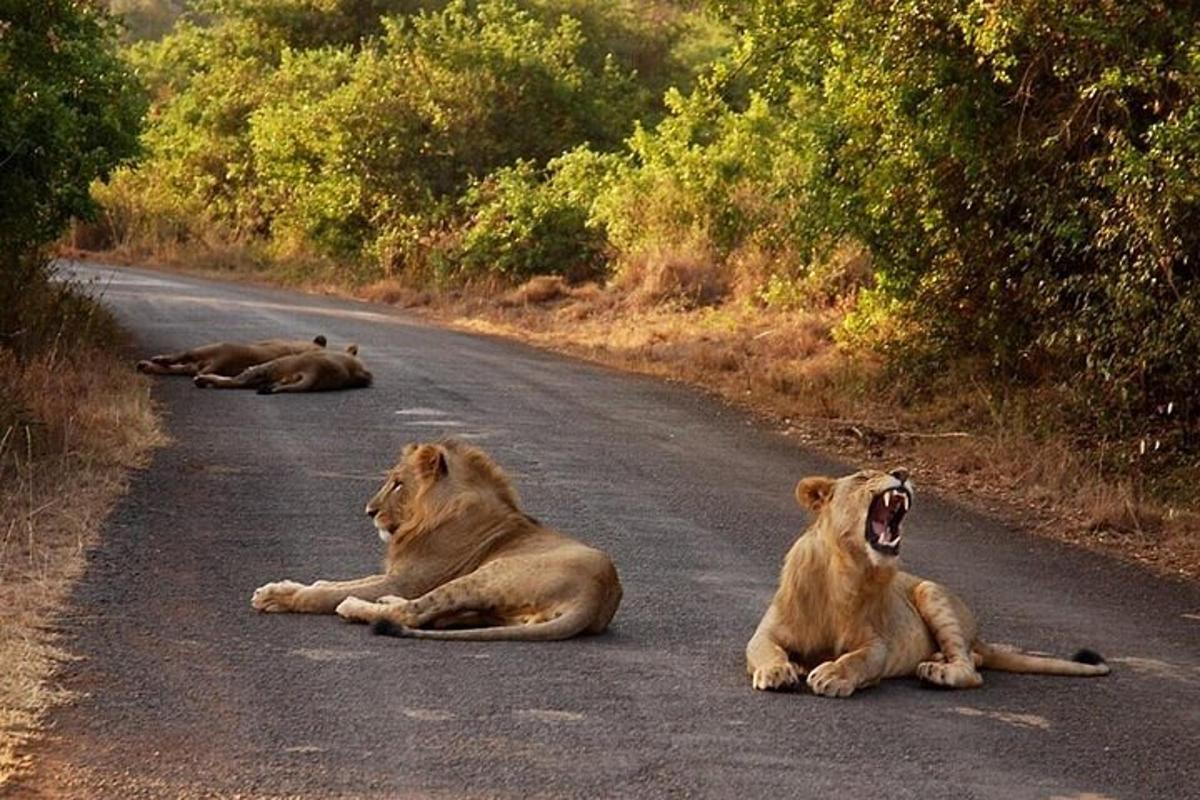 three lions laying in the middle of a road