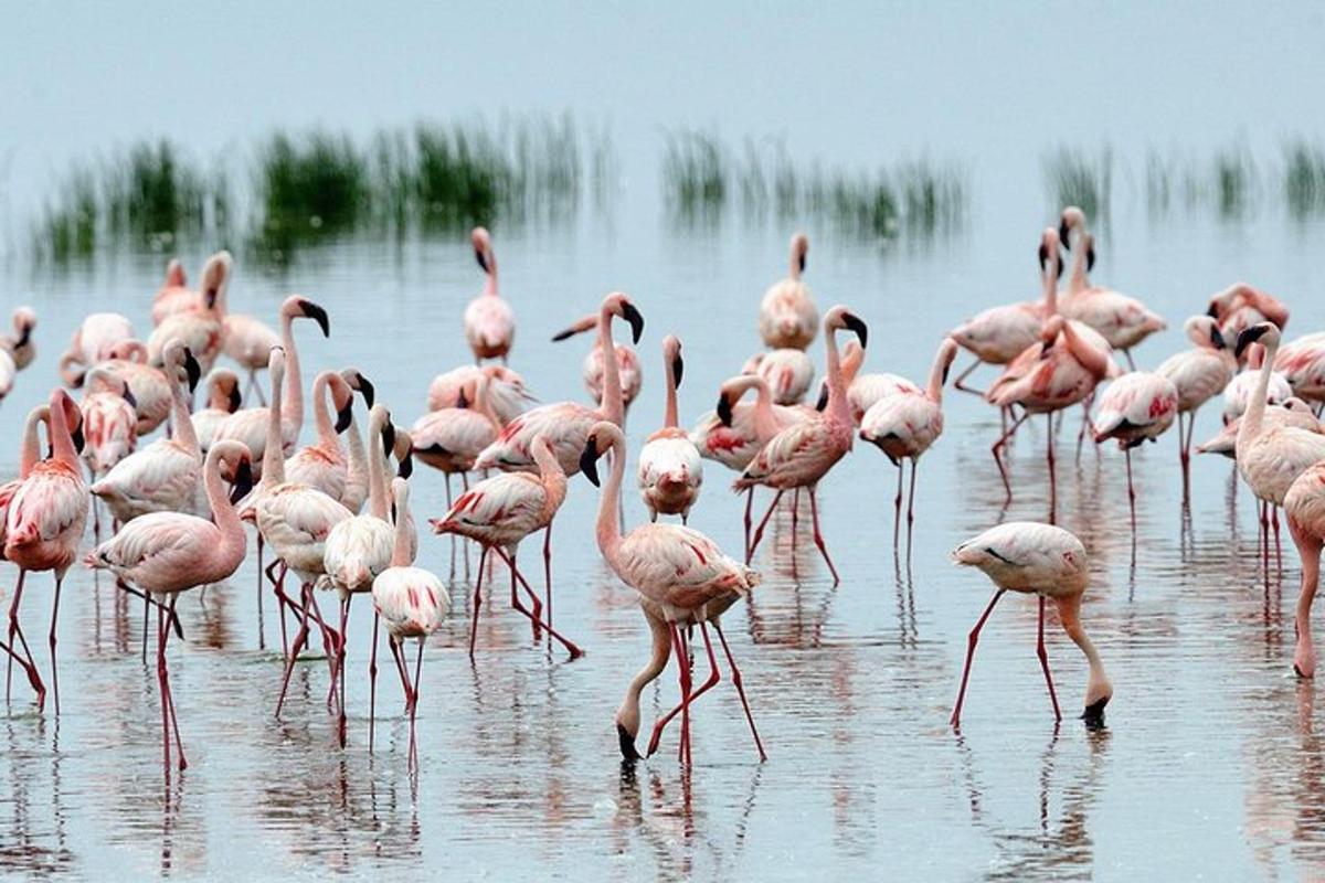 un stol de flamingo roz stând în apă