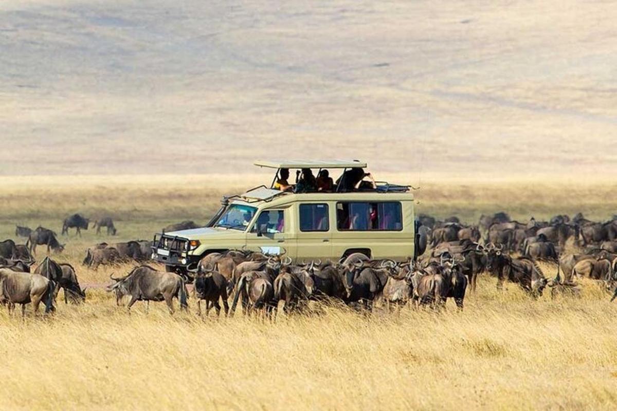 un grup de persones en un vehicle de safari amb un ramat d'animals