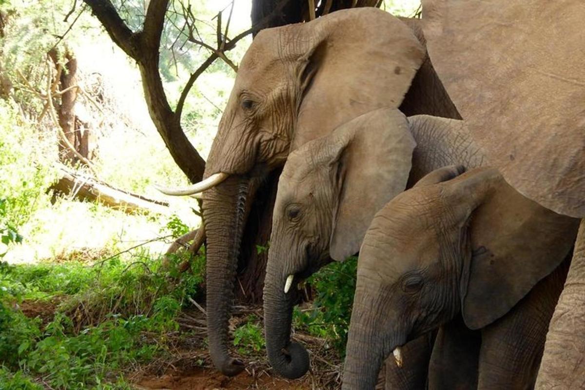 dua ekor gajah dewasa berdiri di sebelah anak gajah
