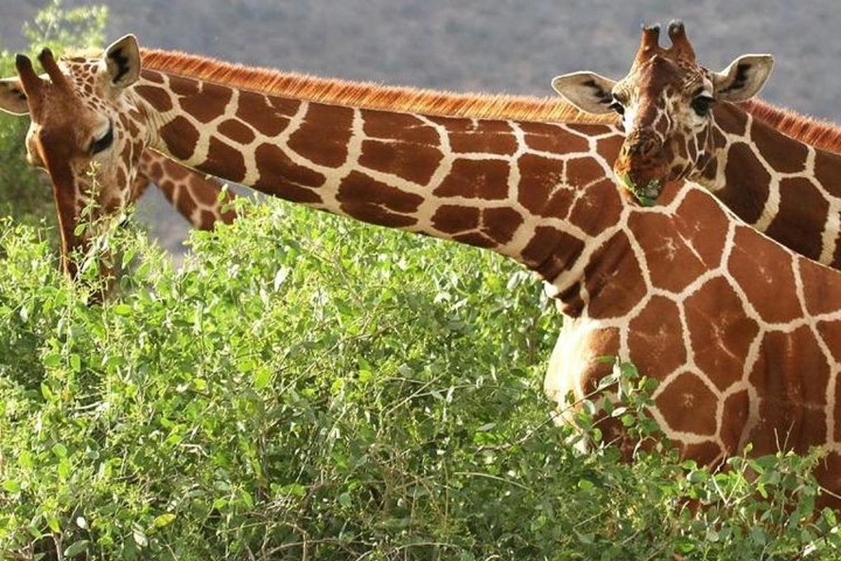 Dos jirafas están comiendo hojas de un árbol.