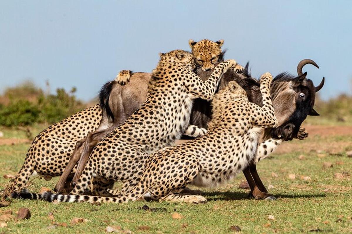 Un grupo de guepardos jugando con un animal salvaje