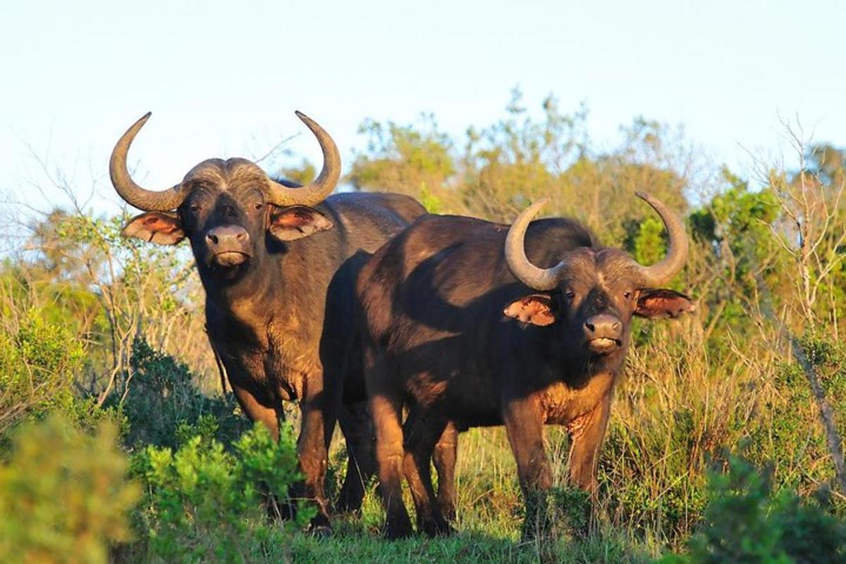 Tres animales con cuernos de pie en un campo