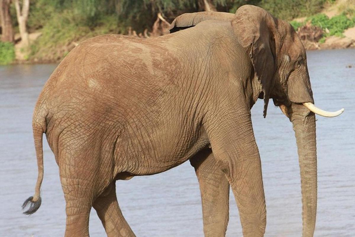 Un elefante parado frente a un cuerpo de agua
