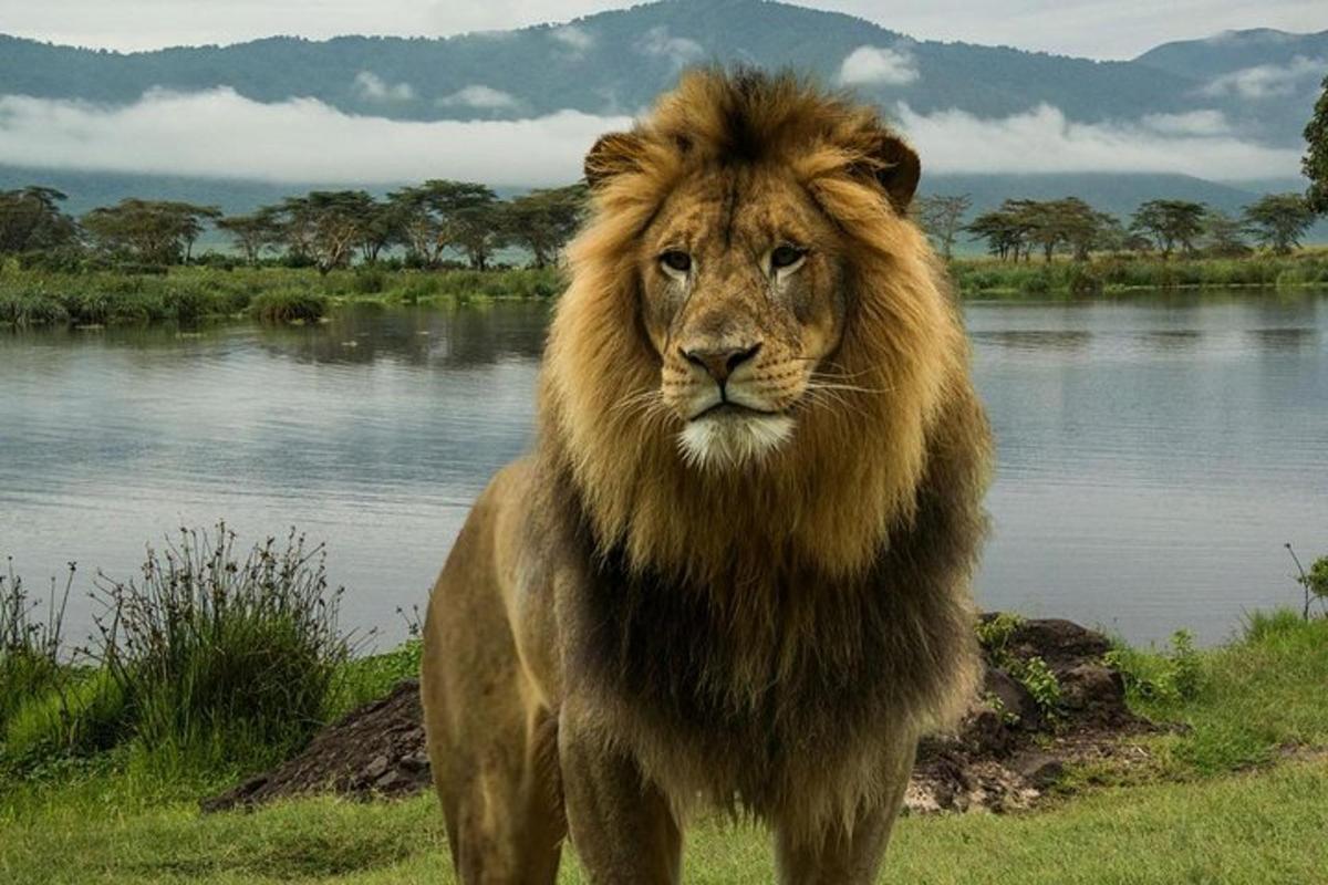Un león parado en la hierba cerca de un cuerpo de agua.