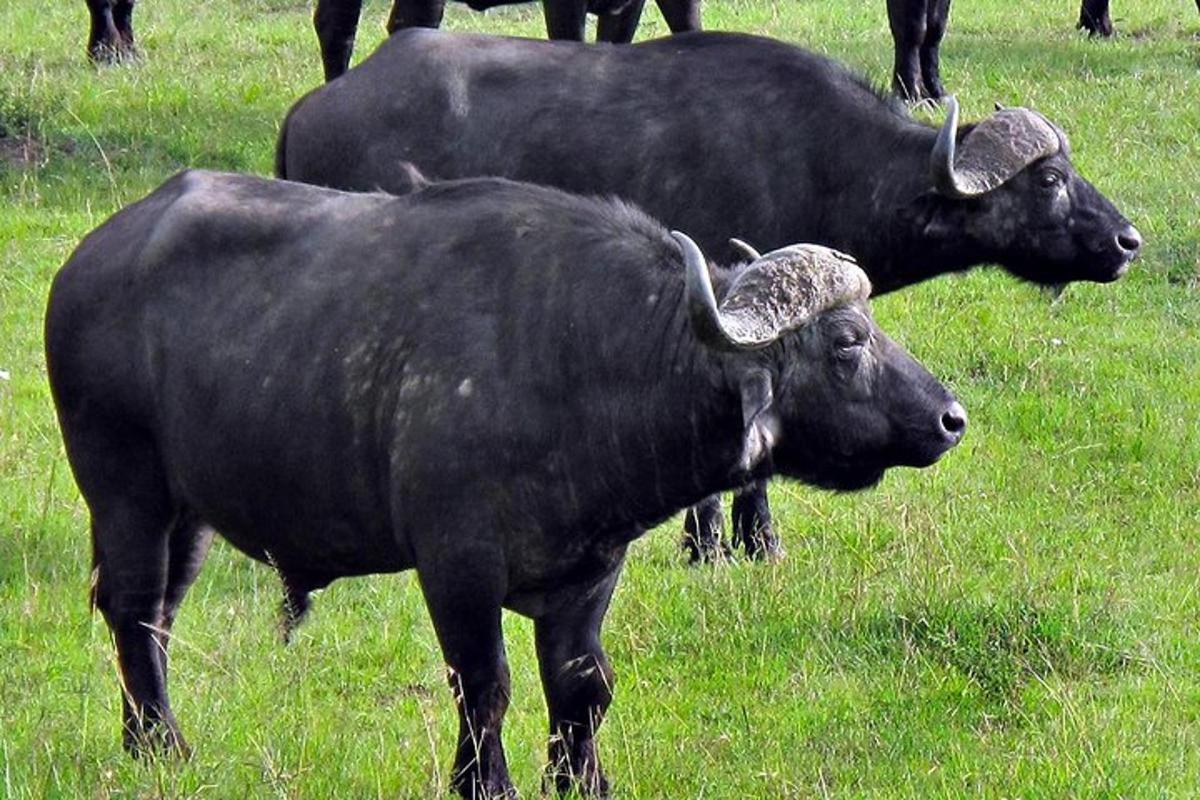 duas vacas pretas em pé em um campo de grama
