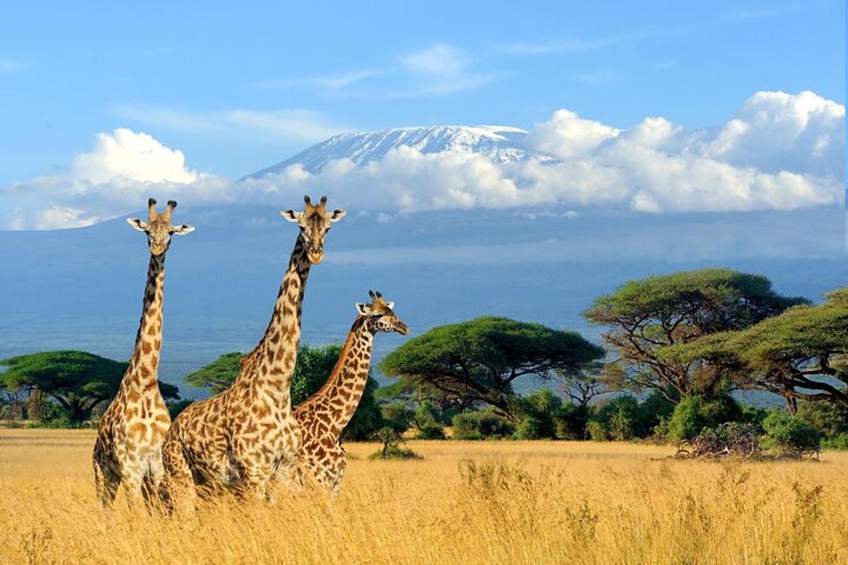 un grup de girafe stând pe un câmp