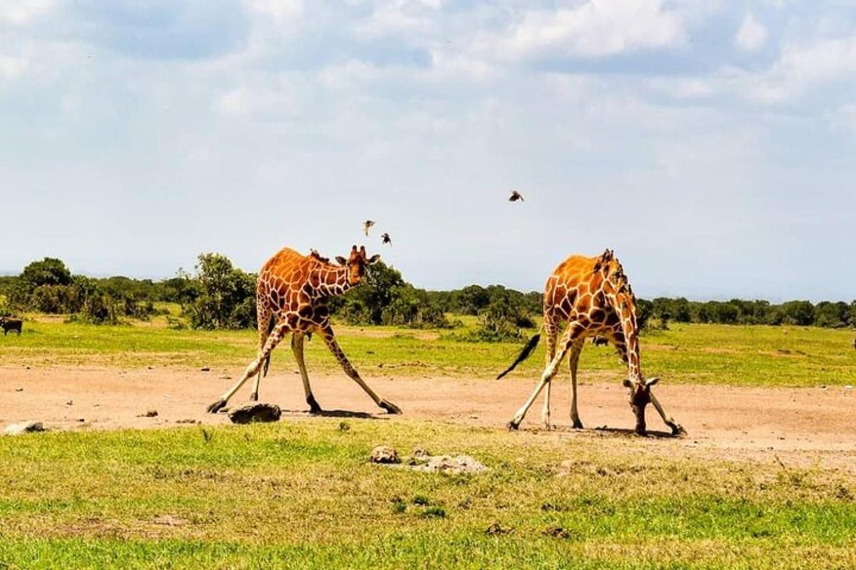 două girafe stau pe un câmp