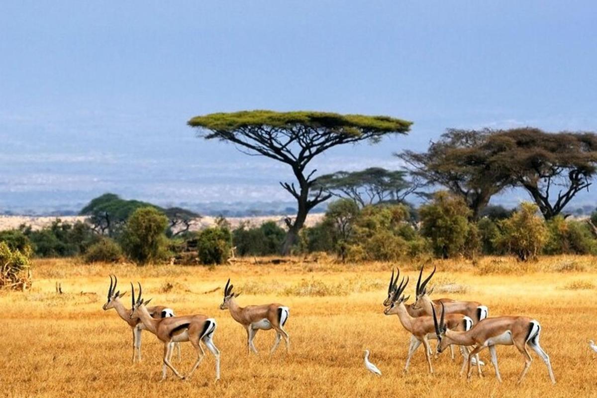 a group of antelopes walking in a field