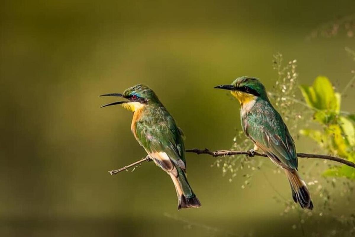 two birds are sitting on a tree branch
