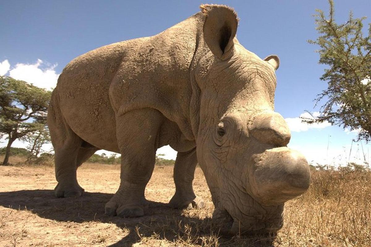 una statua di un rinoceronte in piedi in un campo