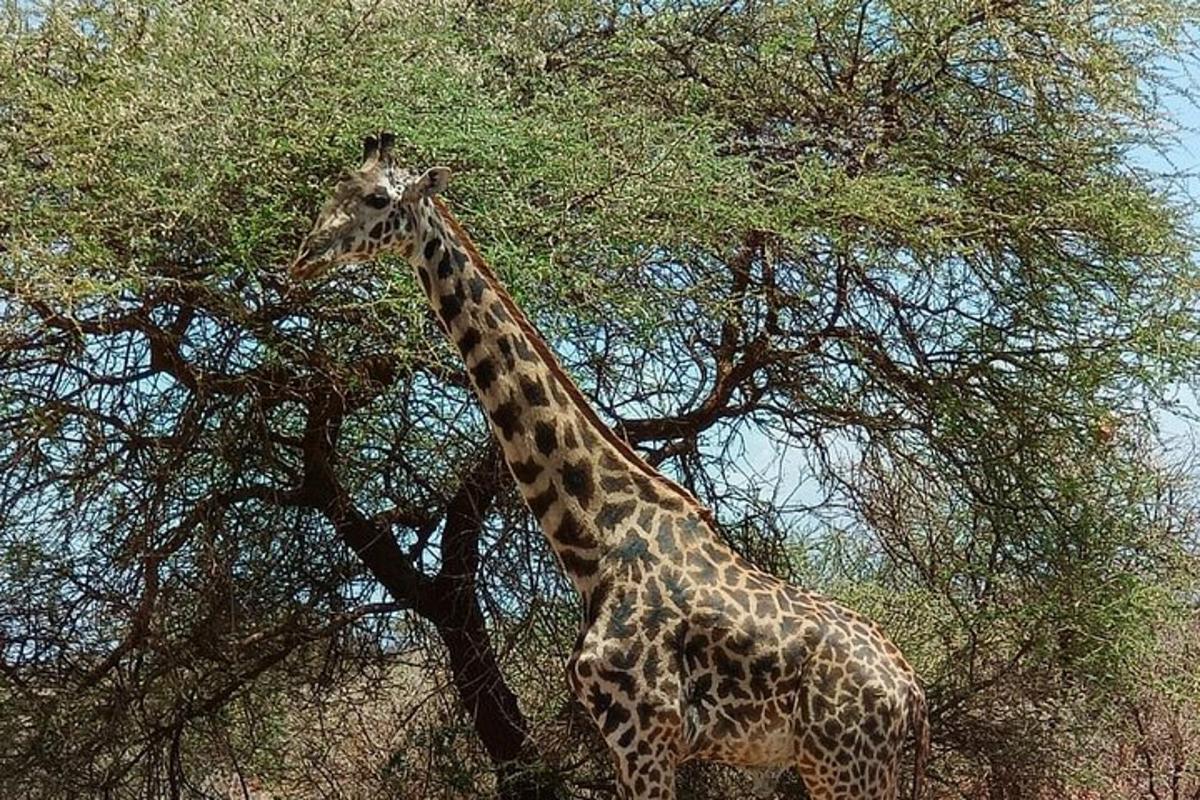 o girafă stând în fața unui copac