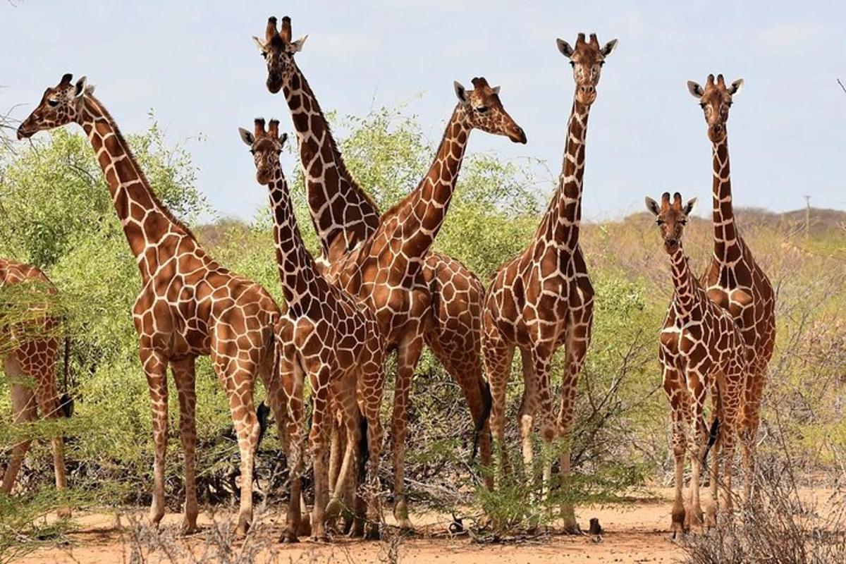 un gruppo di giraffe in piedi in un campo