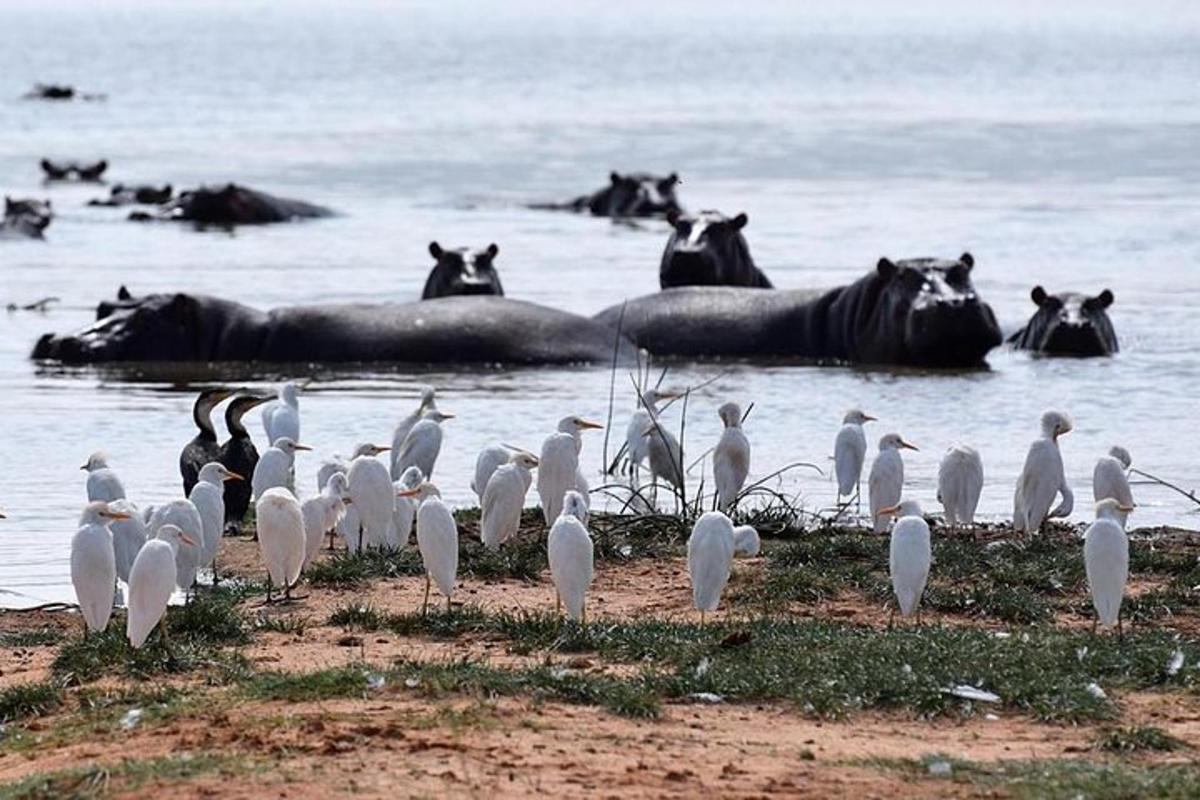 um grupo de pássaros e cavalos na água