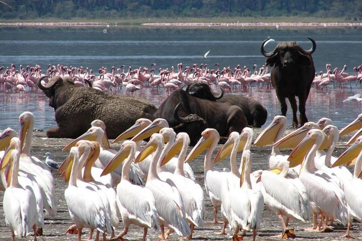 ein Vogelschwarm steht mit Stieren im Wasser