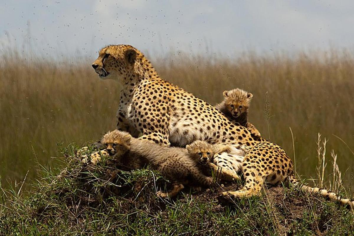 seekor cheetah dan anak-anaknya berbaring di rumput