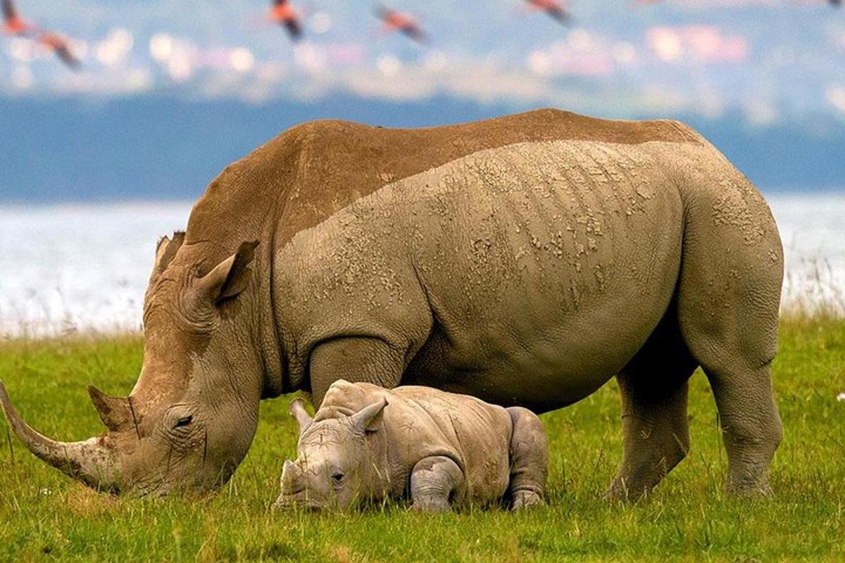 ein großes Nashorn, das mit einem Elefantenbaby auf einem Feld grast