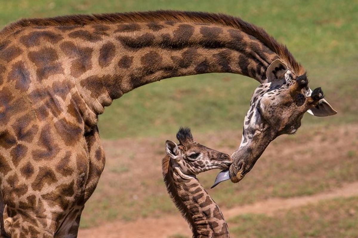 a mother giraffe licking the neck of a baby giraffe