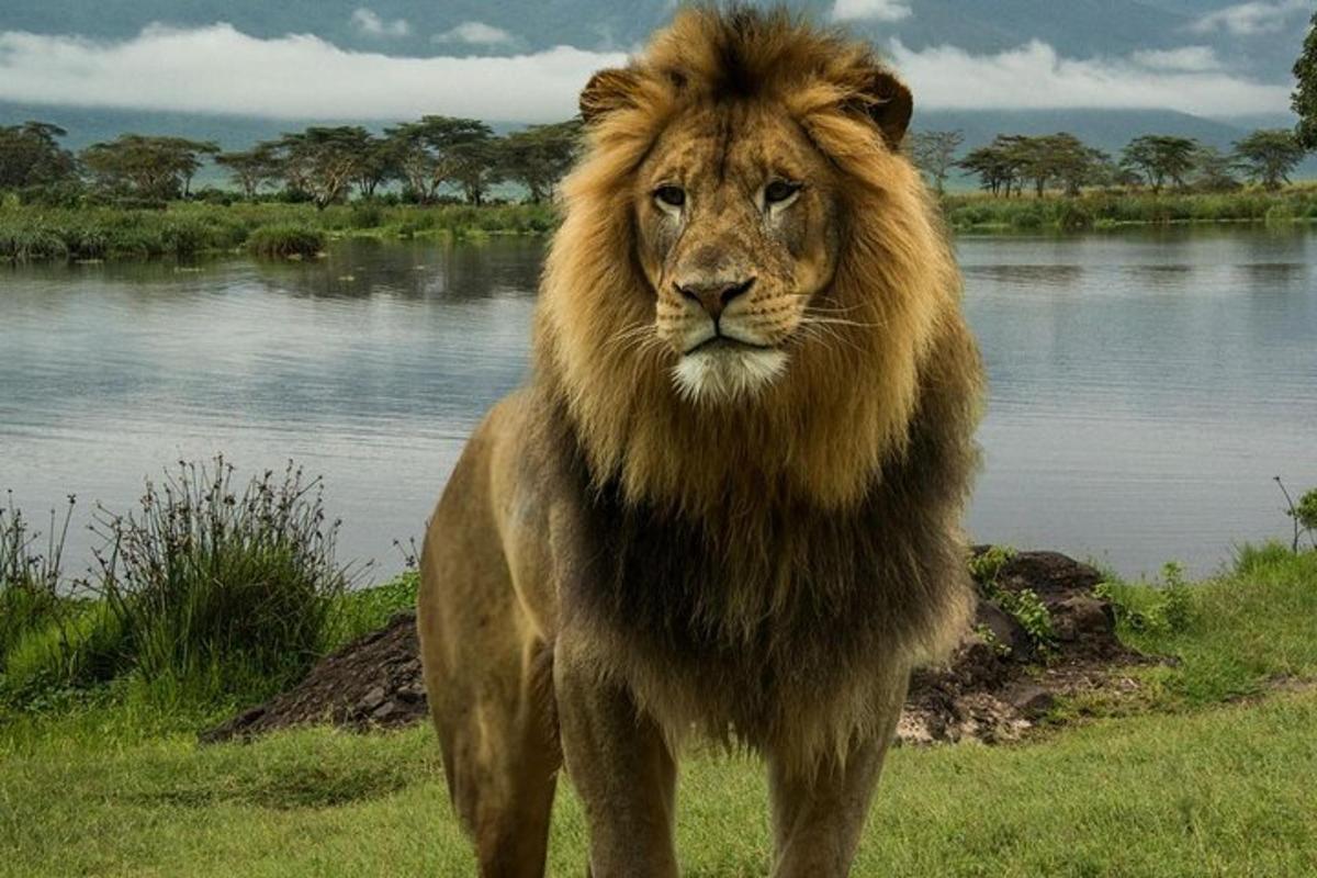 Un león parado en la hierba junto a un cuerpo de agua.