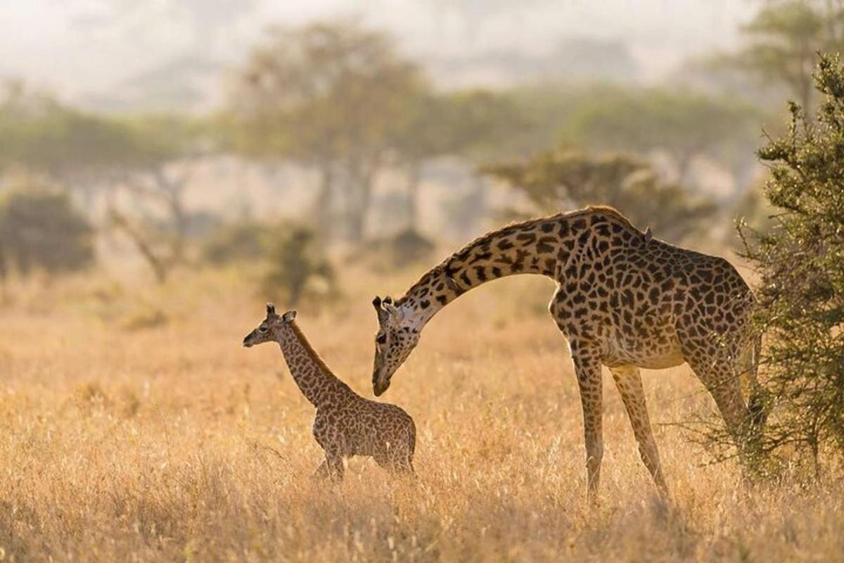 o girafă și un pui de girafă stând pe un câmp
