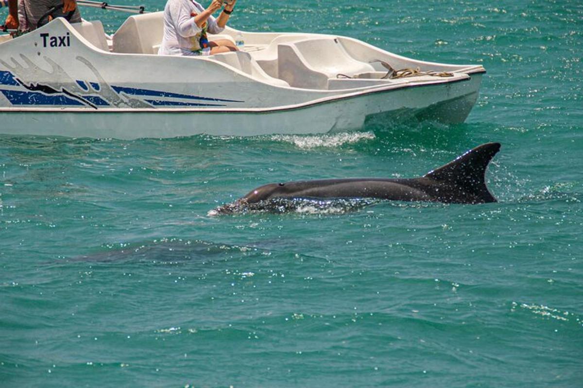 a dolphin swimming in the water next to a boat