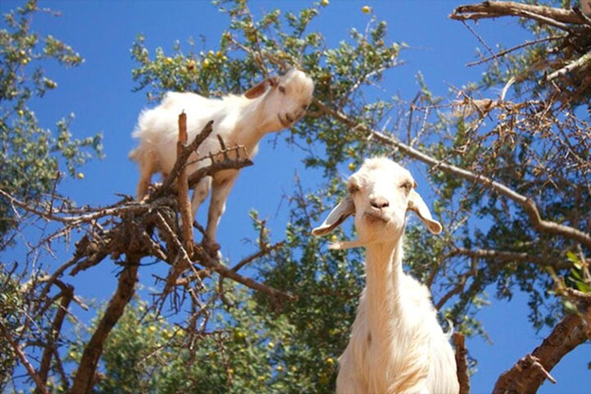 two goats are standing in a tree