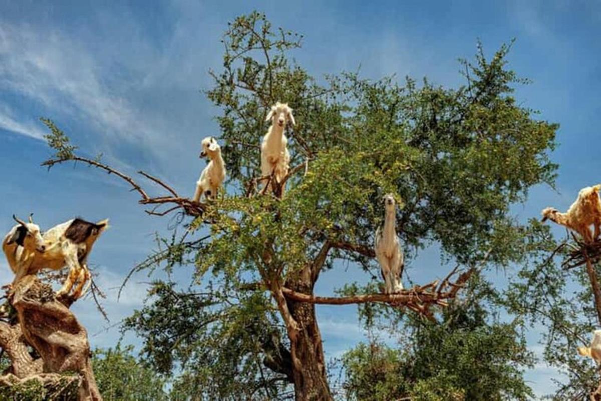 a group of monkeys sitting in a tree