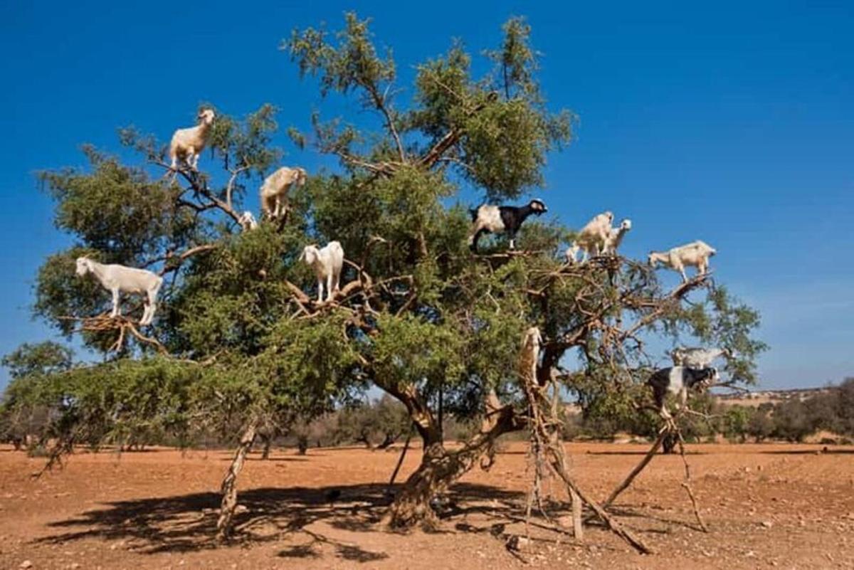 a group of goats standing on top of a tree