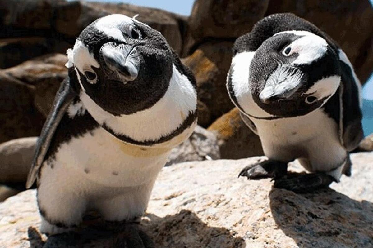 two penguins sitting on top of a rock