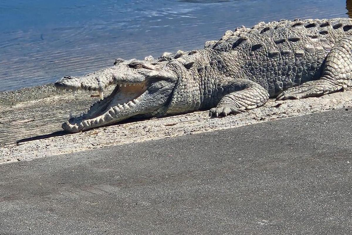 a crocodile laying on the sand next to the water