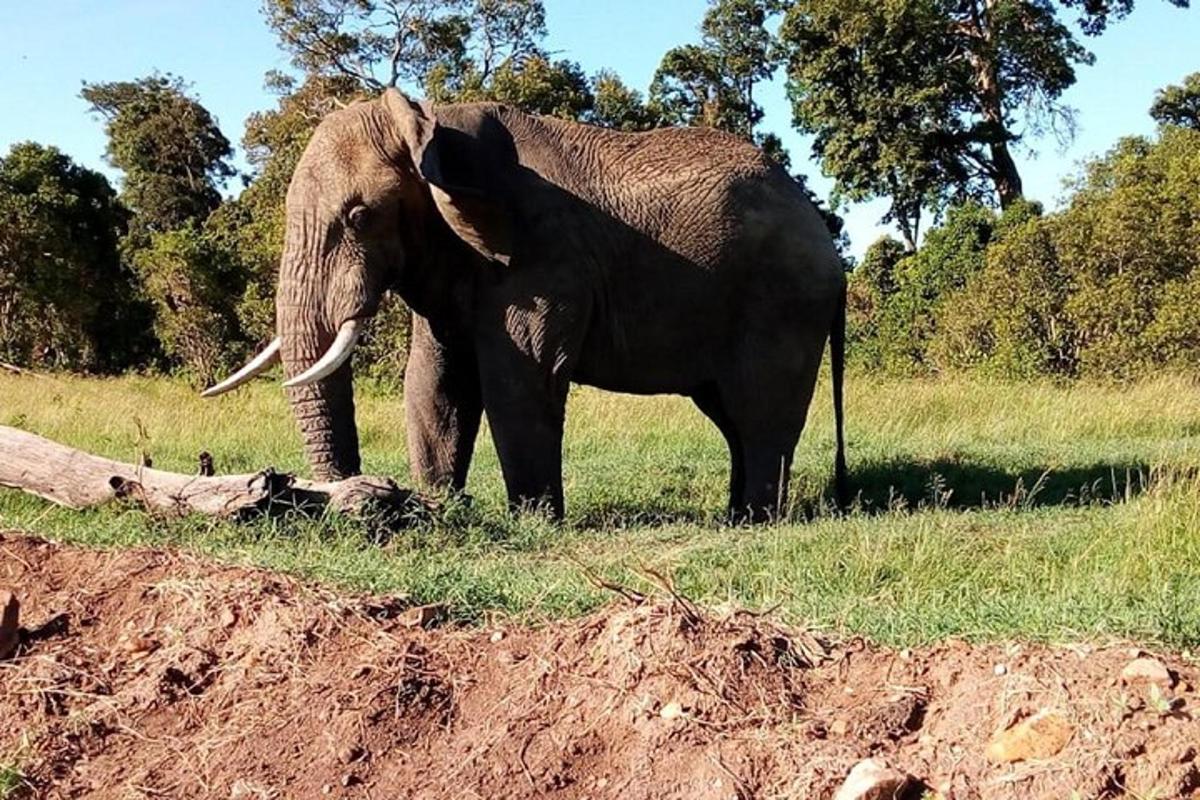an elephant standing in the grass next to a log
