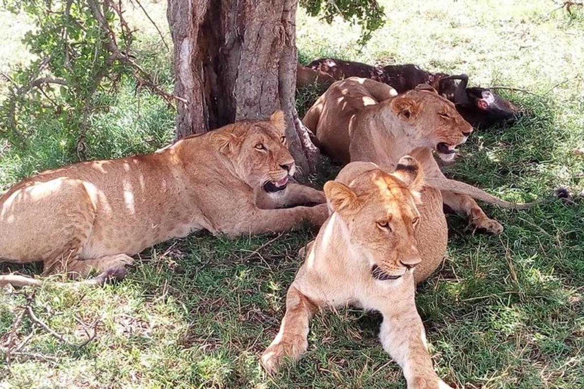 three lions laying in the grass under a tree