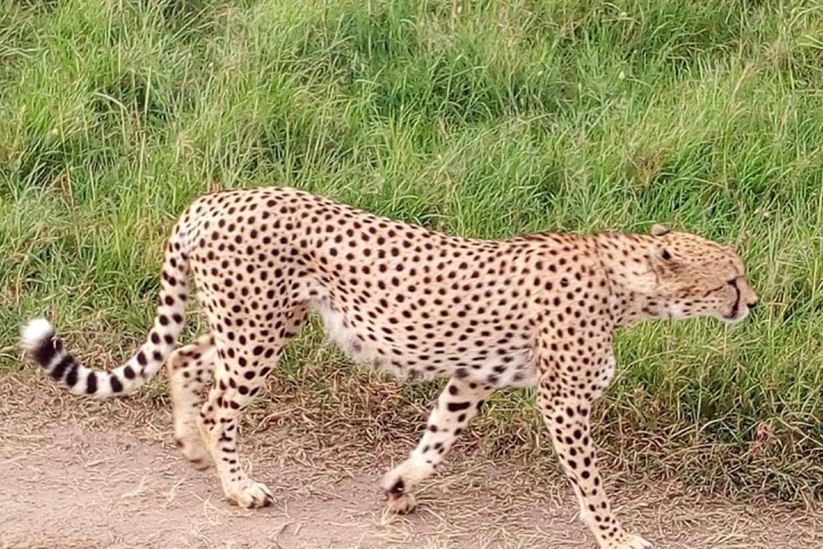 a cheetah walking on a dirt road next to grass