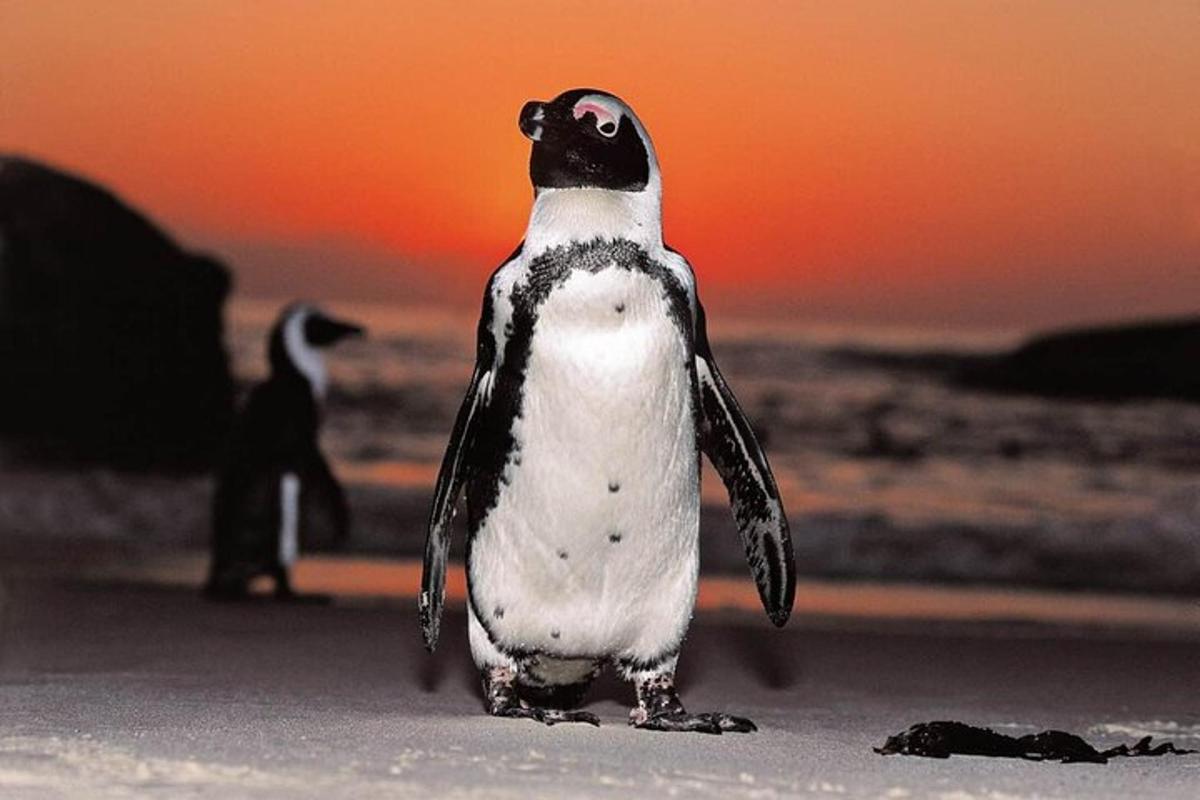 un pinguino in piedi sulla spiaggia al tramonto