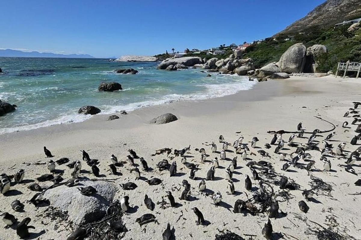 uno stormo di pinguini in piedi su una spiaggia