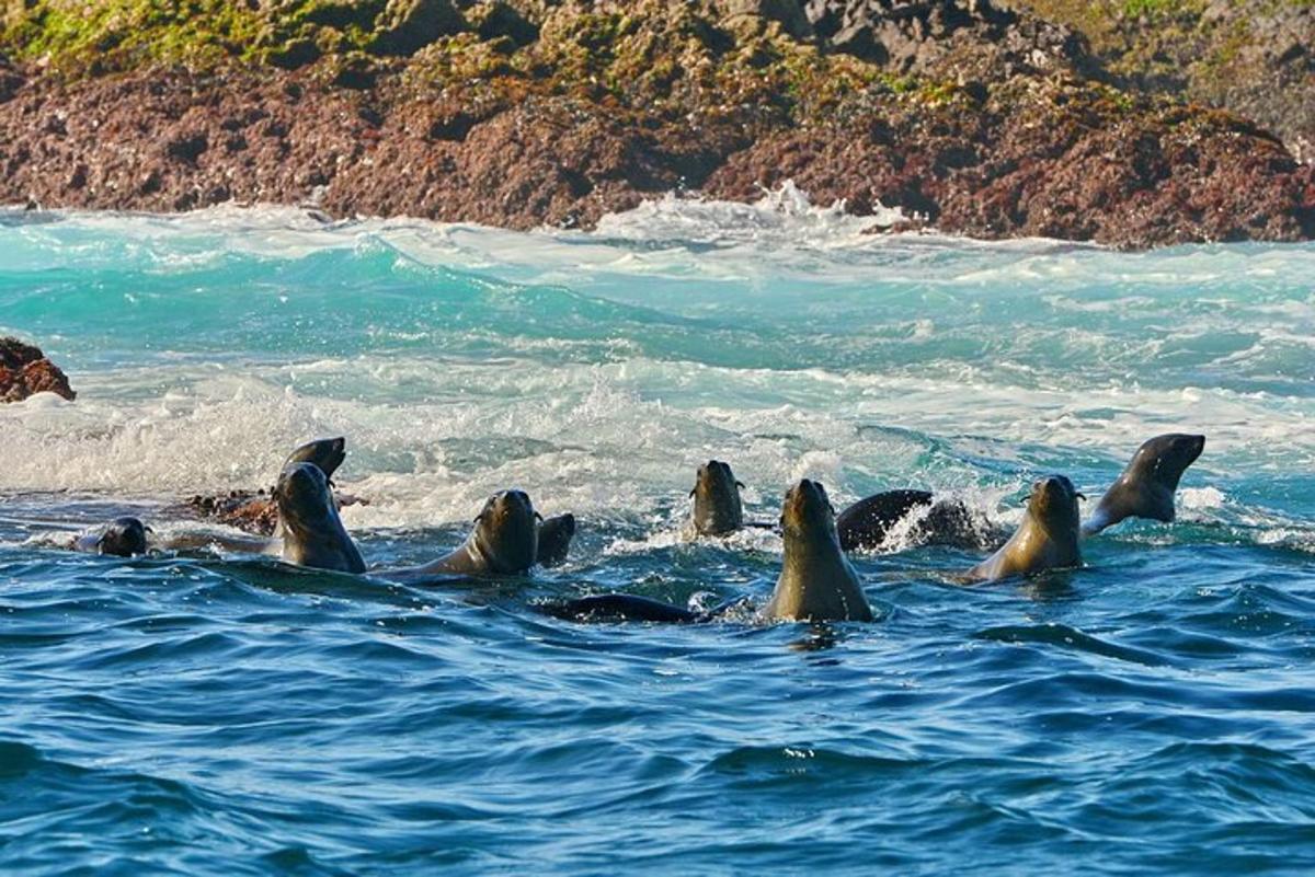 un gruppo di foche che nuotano nell'acqua