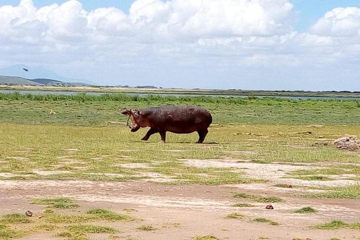 býk kráčející po travnatém poli