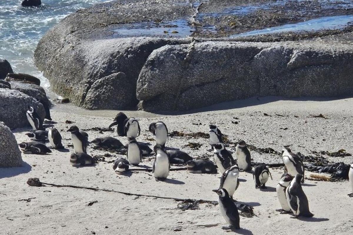 un gruppo di pinguini in piedi su una spiaggia