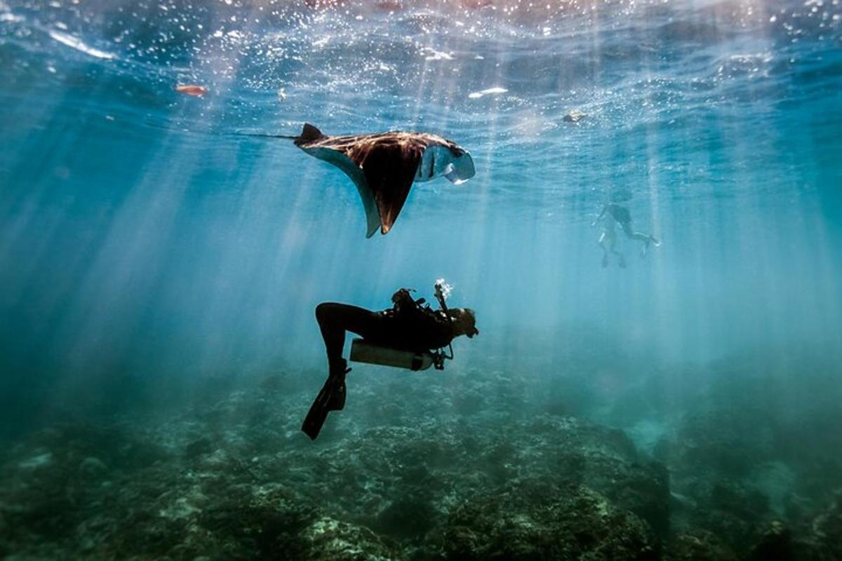 un sub e un delfino che nuotano nell'acqua