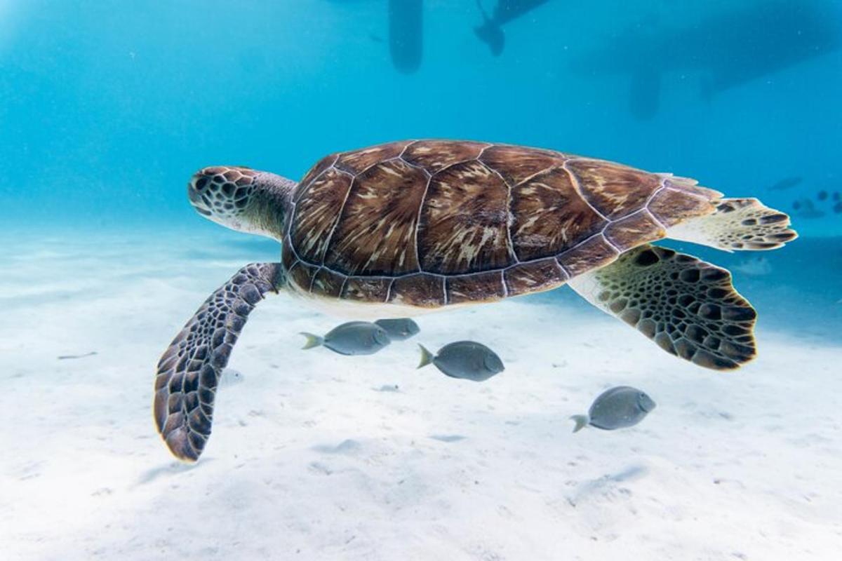 eine grüne Meeresschildkröte, die im Wasser schwimmt