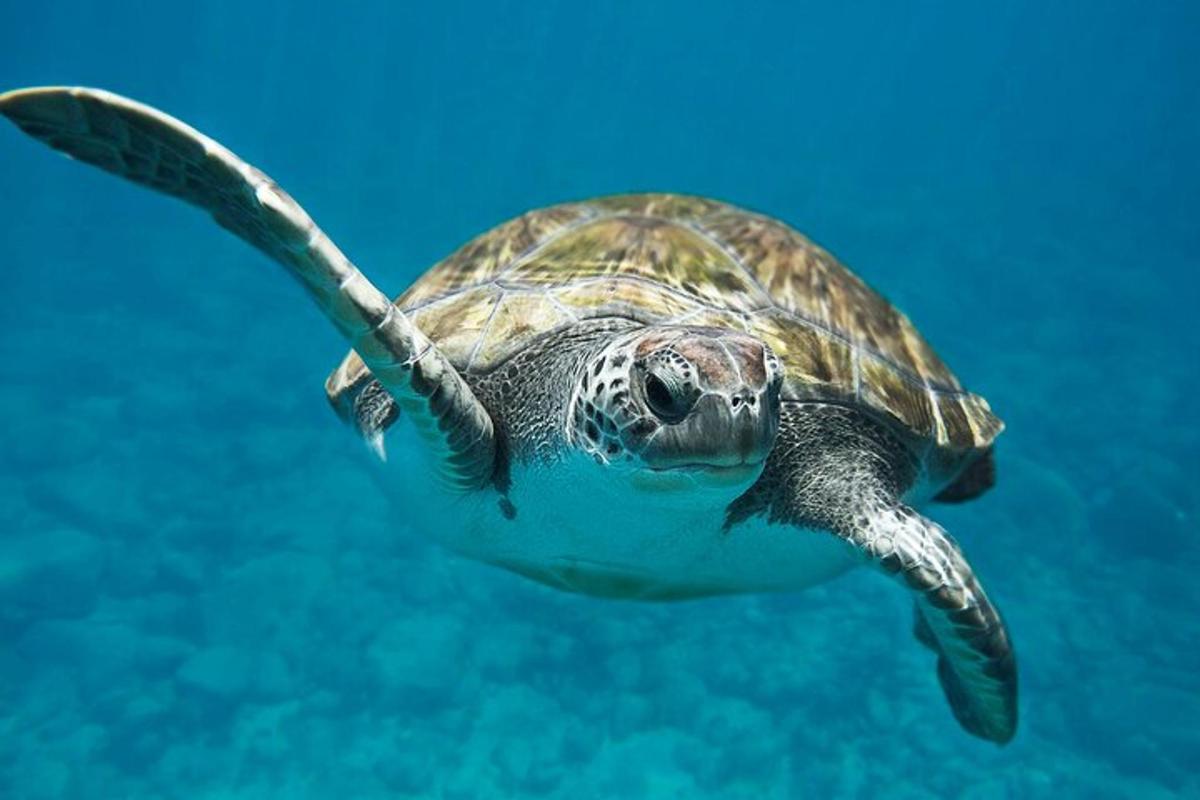 isang green sea turtle na lumalangoy sa tubig