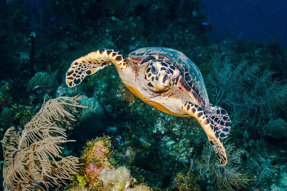 eine Meeresschildkröte, die im Ozean schwimmt
