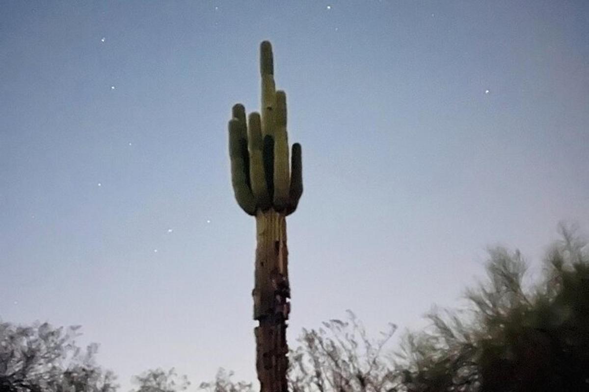 saguaro kaktus seisab taeva ees
